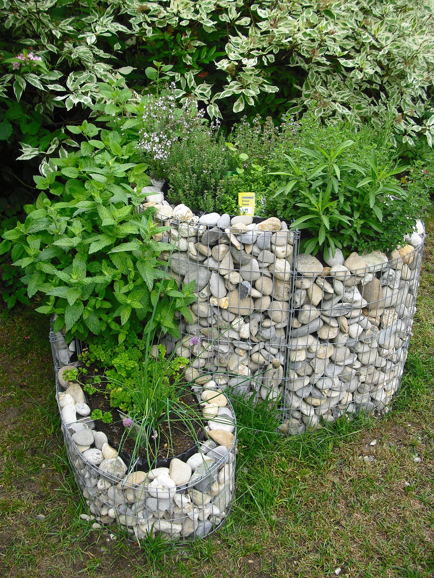 a planter made from fencing filled with rocks planted with mint