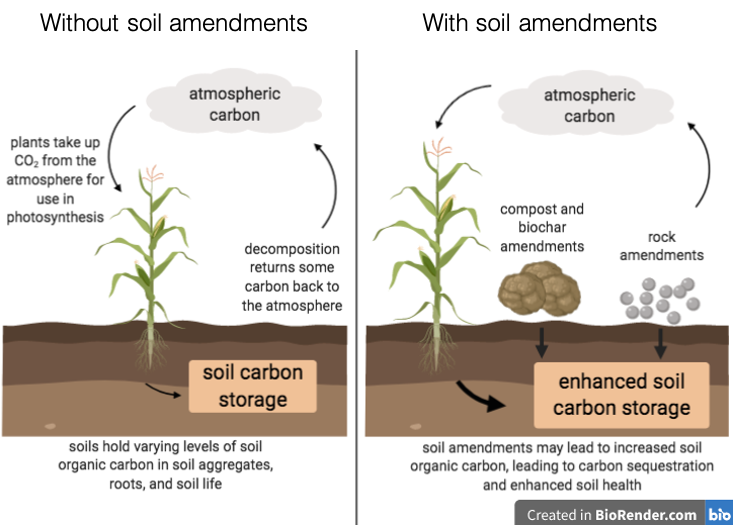 A schematic showing the difference between soils with and without amendments