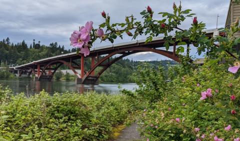 a rose grows across a path that runs under a red steel bridge