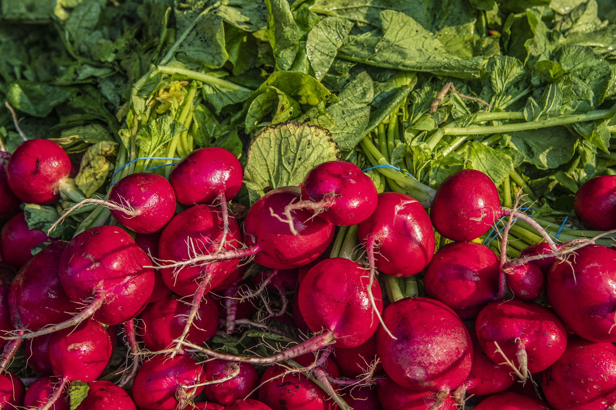 GrowNYC sponsors the Corona Farmers Market in Queens, New York, one of the most dynamic and diverse farmers markets in the city. The farmers market is just steps off the subway and mass transit system for the city. USDA photo by Preston Keres