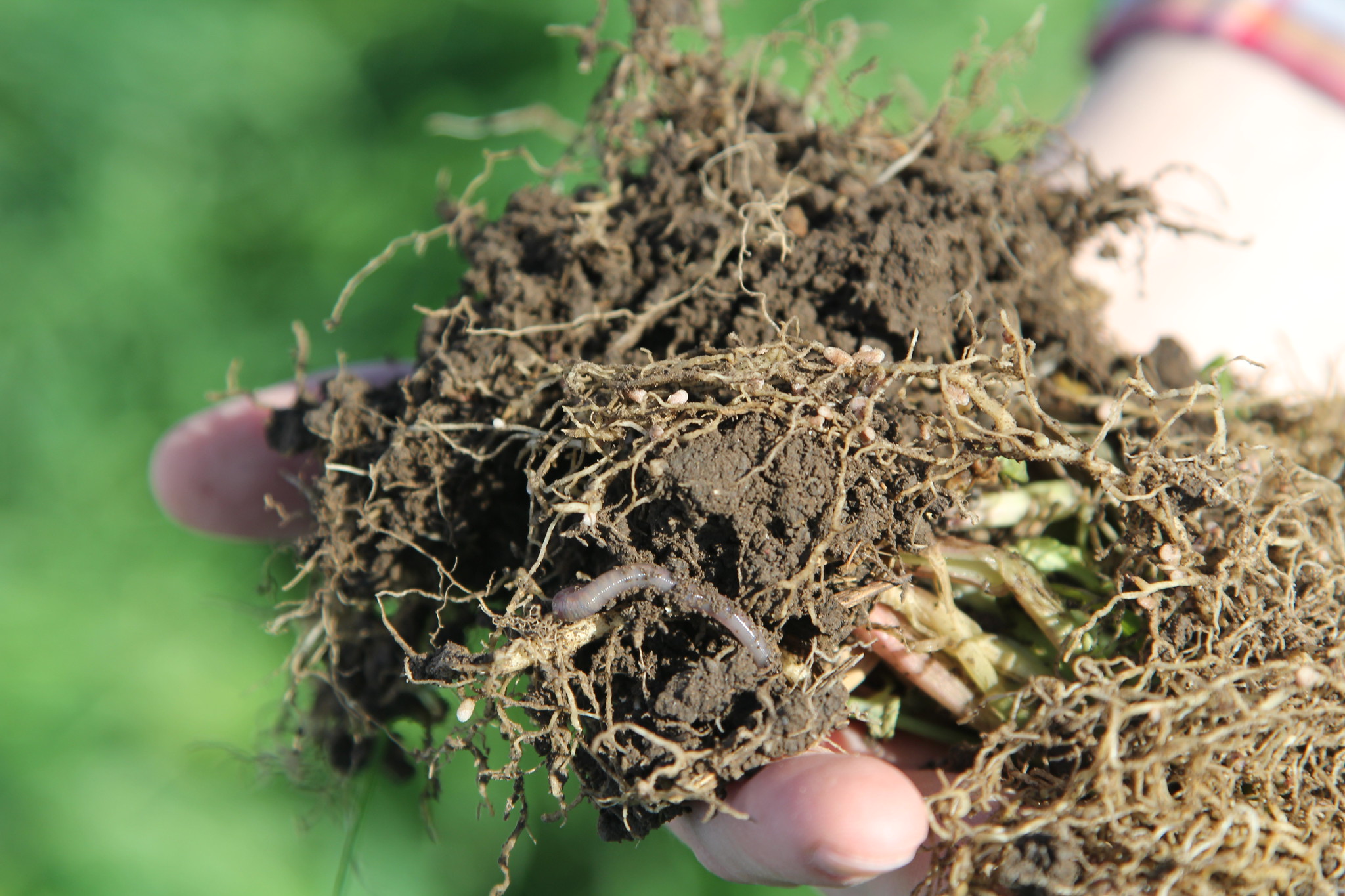 The soil on Kenneth Jensen's farm is a perfect example of healthy, high-performing microbiology. It's full of tiny, round  