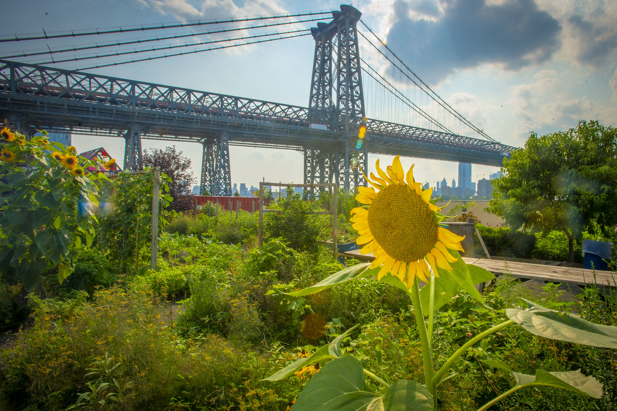 Sunflowers encourage pollination from bees and other insects at the North Brooklyn Farm in the shadow of the Williamsburg Bridge, a site for agritourism where crops are grown. USDA photo by Preston Keres