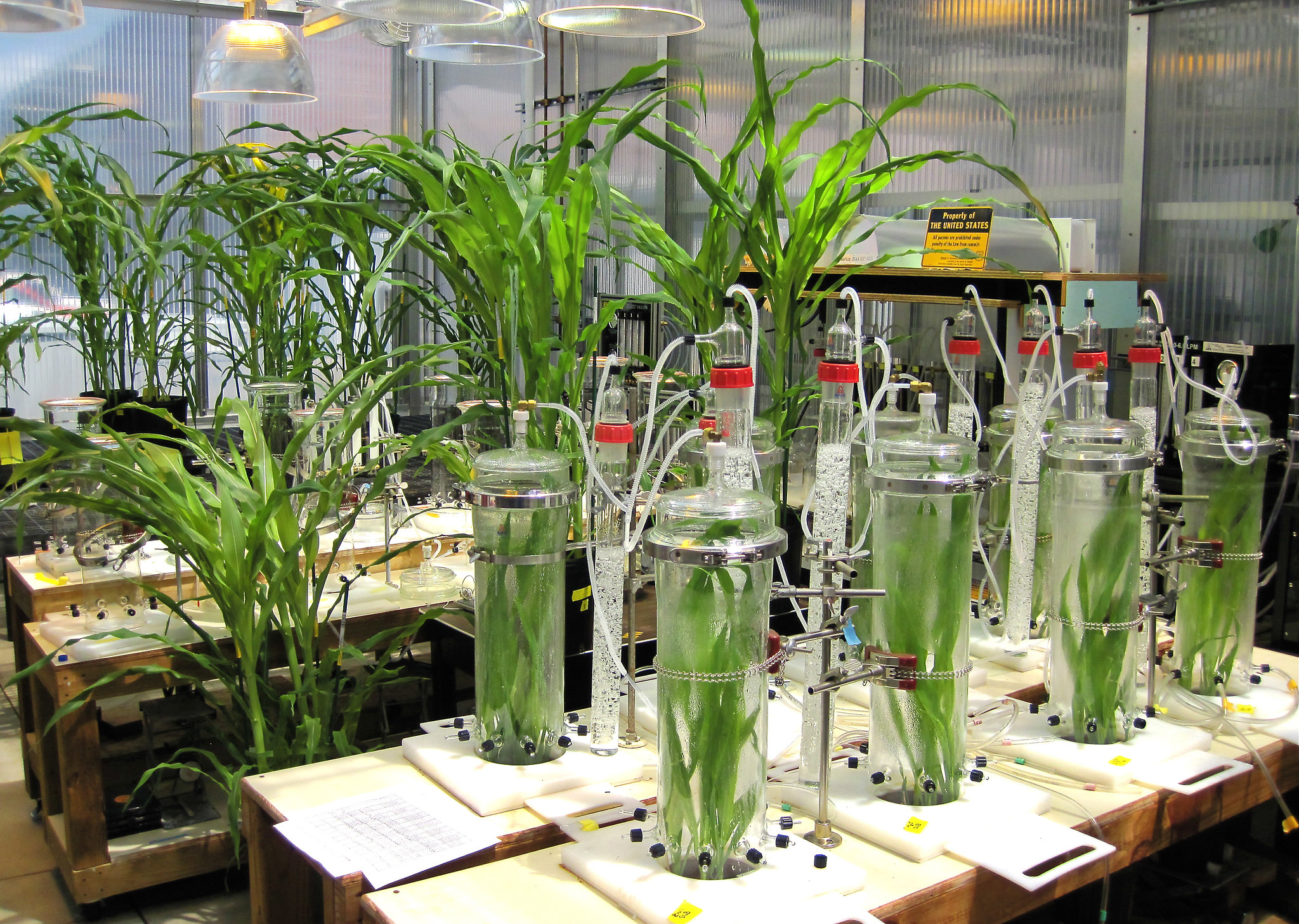 These chambers are used to control humidity levels to mimic infectious conditions and collect volatile organic compounds emitted by corn plants in response to fungal or insect attack at a U.S. Department of Agriculture (USDA) Agricultural Research Service (ARS) facility on May 6, 2010. Photo by Eric Schmelz.