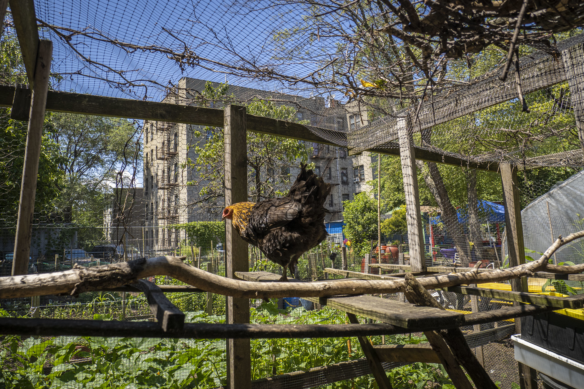a hen stands on a branch in an enclosure inside of an urban garden