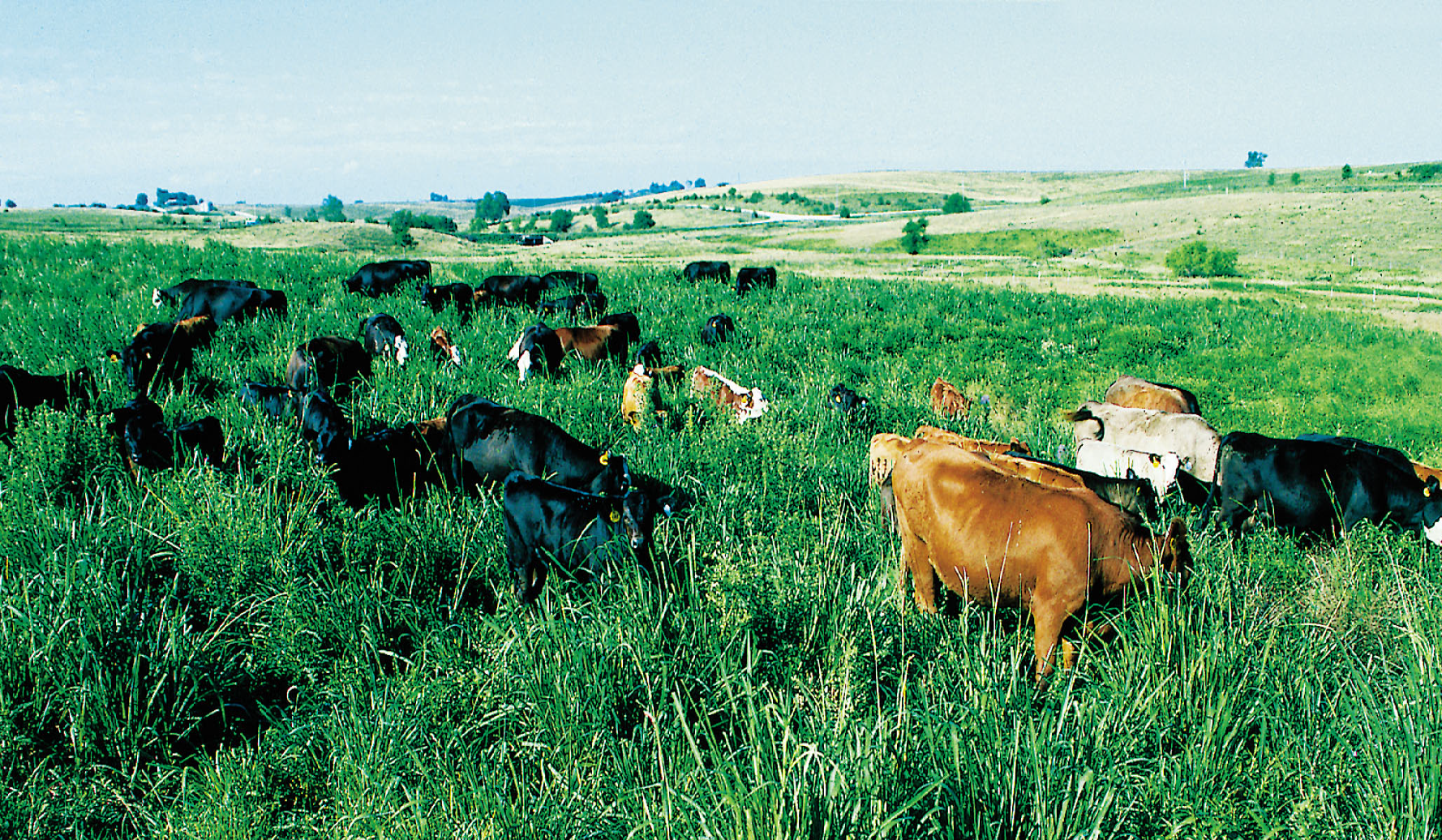 Photo of cattle on pasture