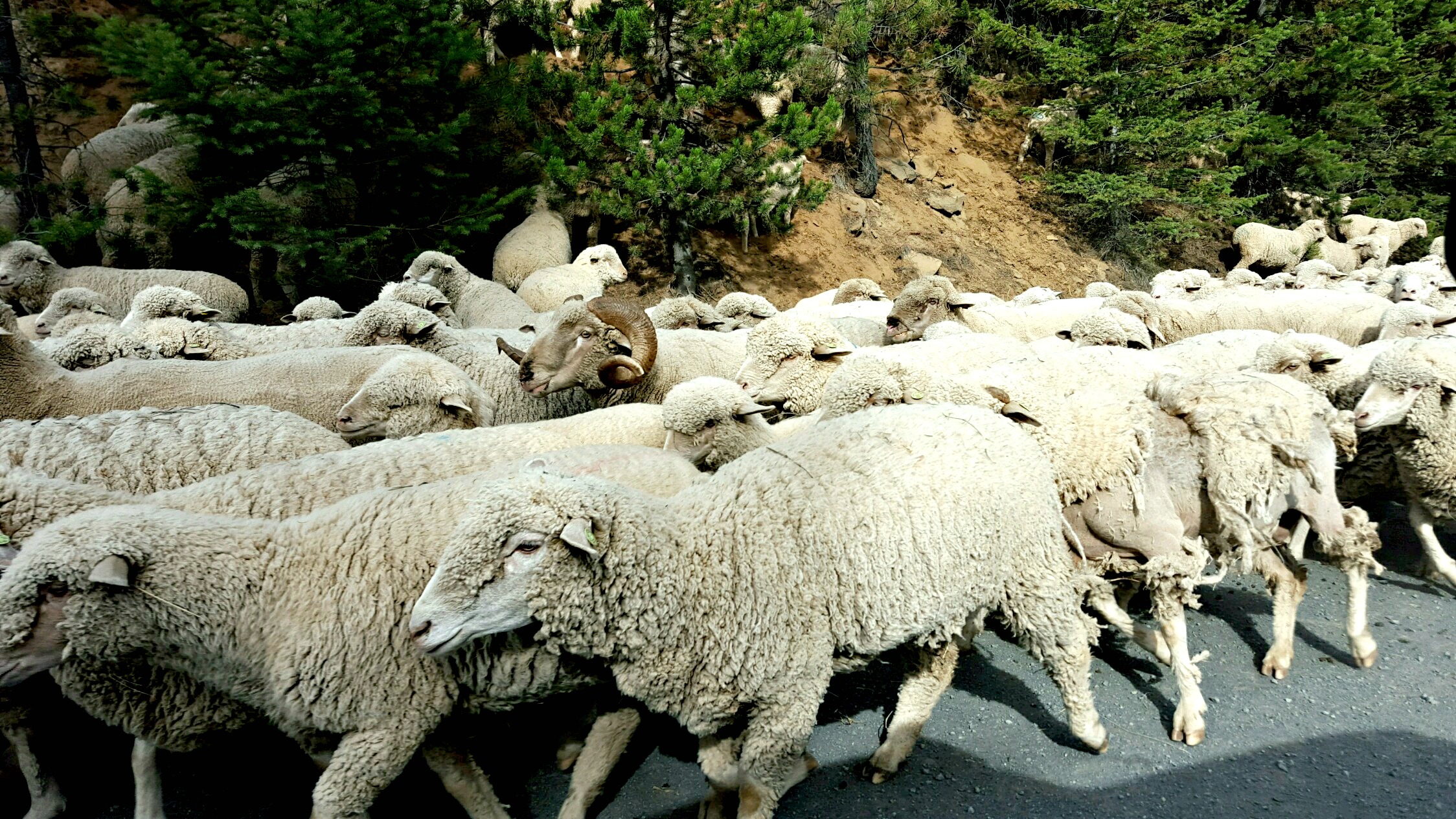 Sheep herding in the Ochoco National Forest