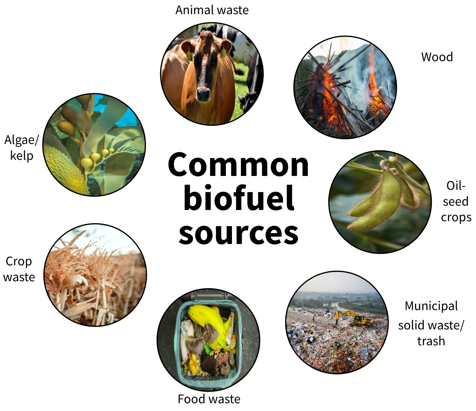 Seven images of biofuel sources in the northwest (animal waste, wood, oilseed crops, municipal solid waste/trash, food waste, crop waste, algae/kelp). Attribution: Clockwise starting with the image of a cow: NRCS Oregon, USDA, Cz Jen, Tom Fisk, Gareth Willey, Merrit Thomas, National Park Service