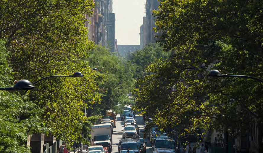 city street lined with trees