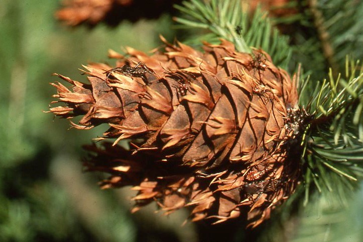 a douglas fir cone in a tree