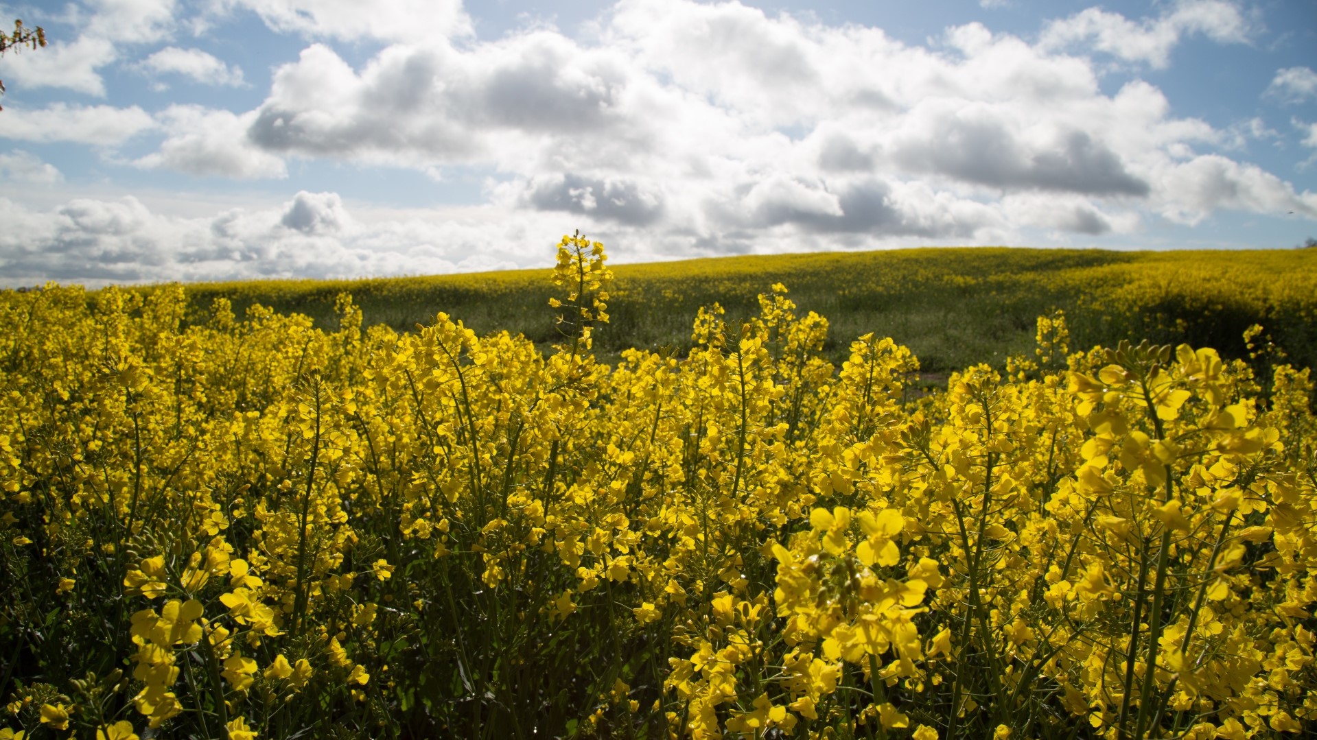 Field of canola flowers in Oregon.