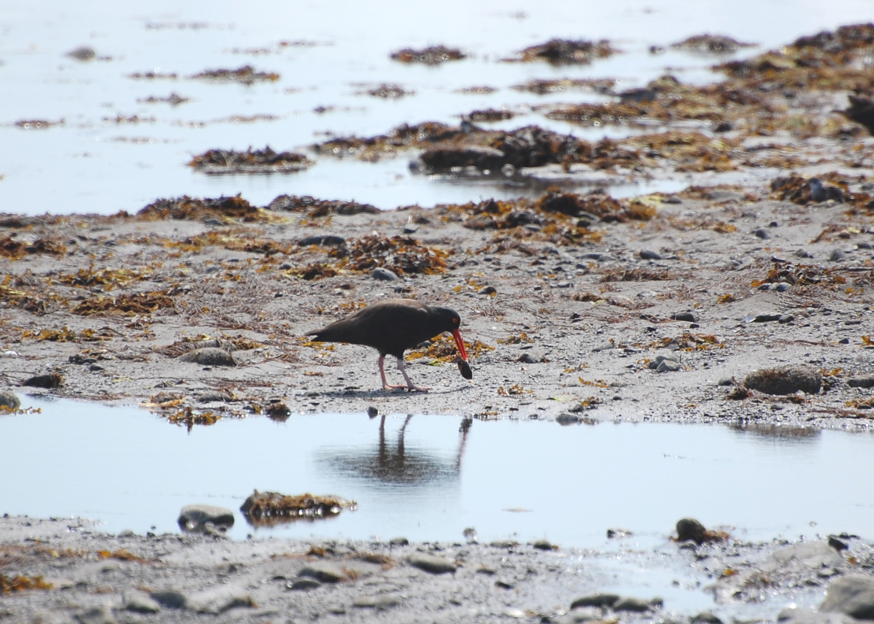 A black oystercatcher on a beach. The oystercatcher is black with a bright orange beak. The beach is partially covered in water and pieces of orange-brown kelp are scattered around.
