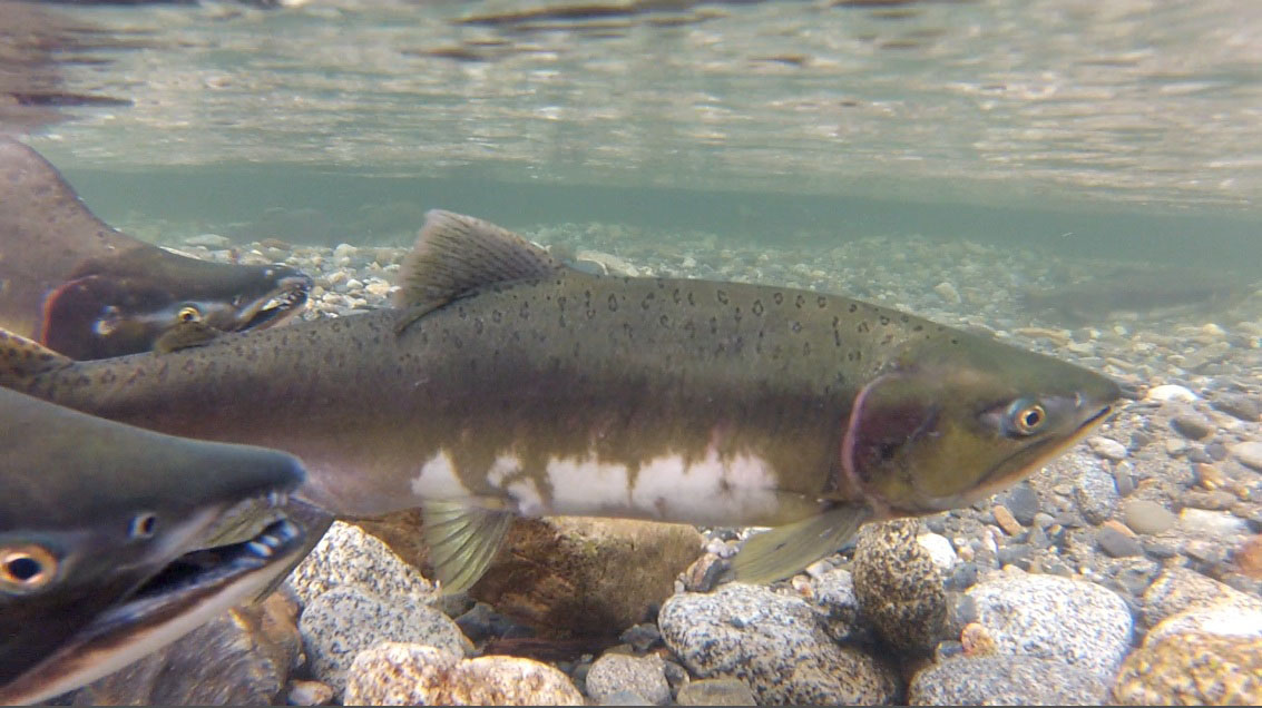 Two pink salmon swimming upstream. 