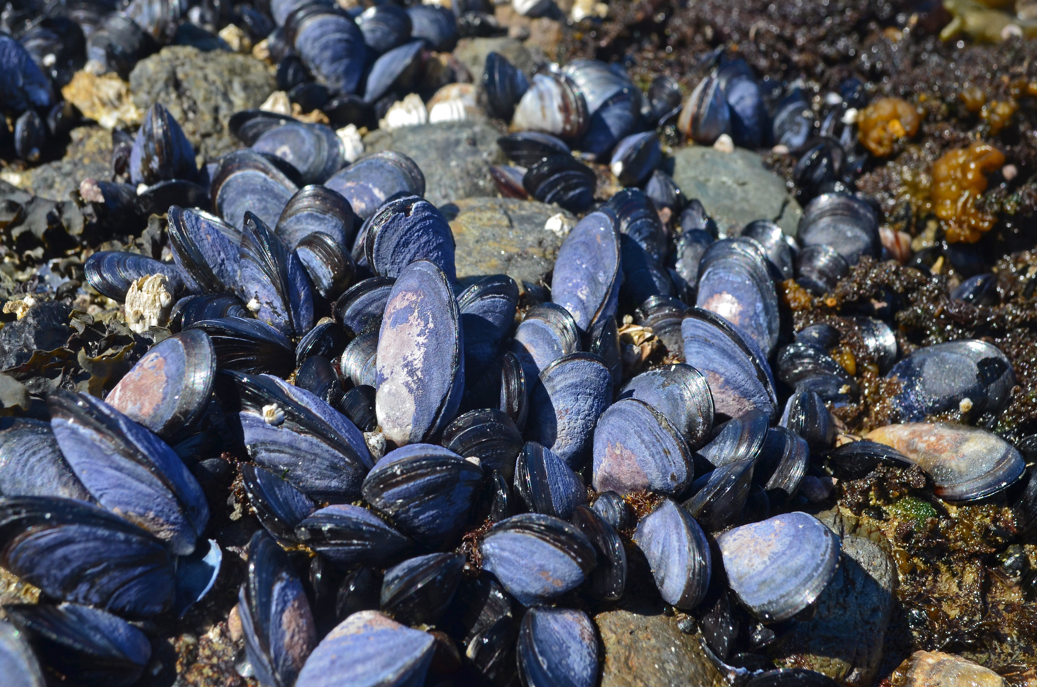 A cluster of mussels, attached to dark brown rocks. The mussels are a dark marine blue and behind them is a small pile of shiny brown kelp.
