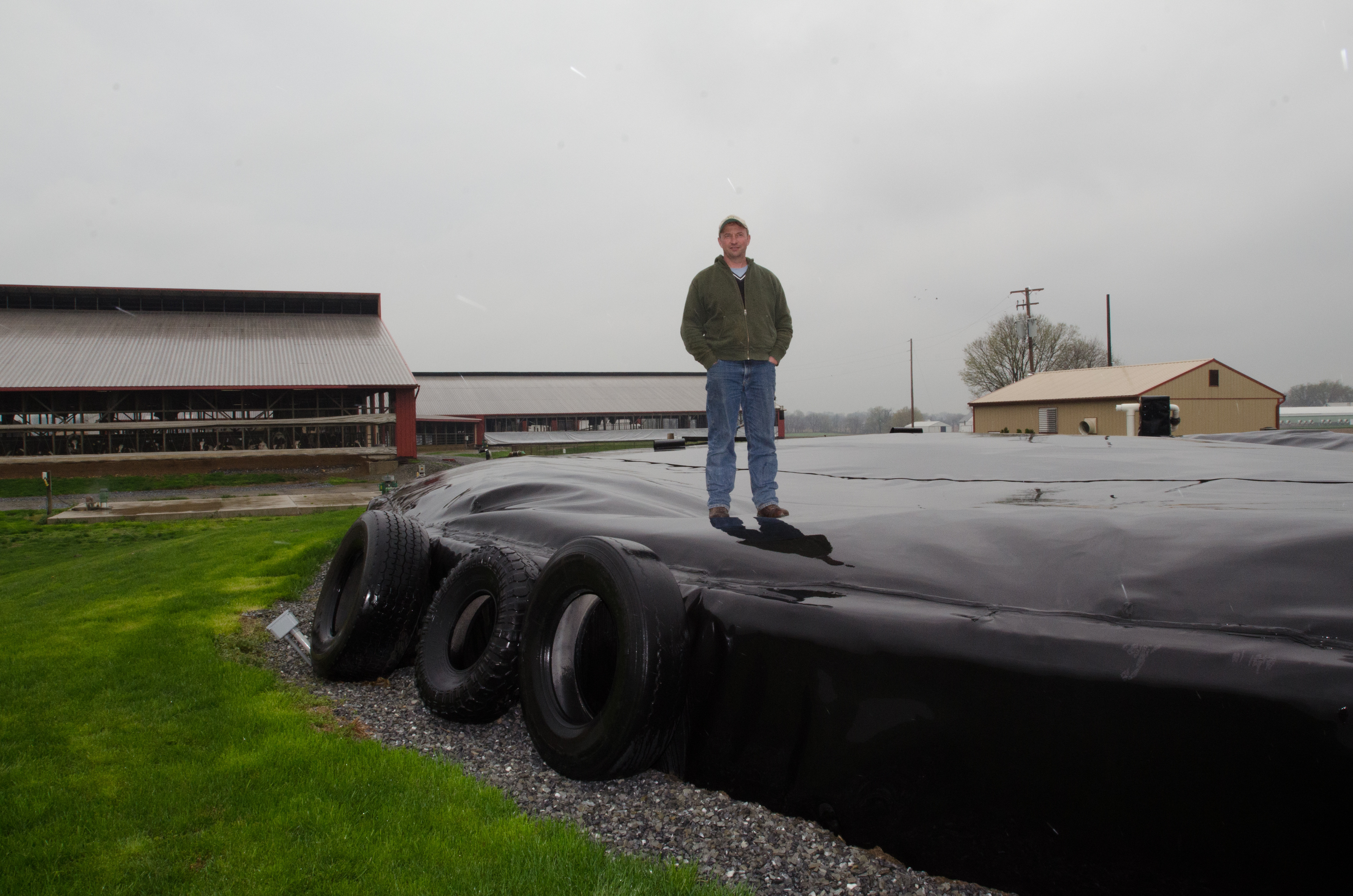 Mike Brubaker stands on strong flexible cover of the Brubaker Farms, methane digester, making it both a diary and green energy producer in Mount Joy, PA.