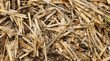 Barley residue in a no-till, furrow irrigated field.