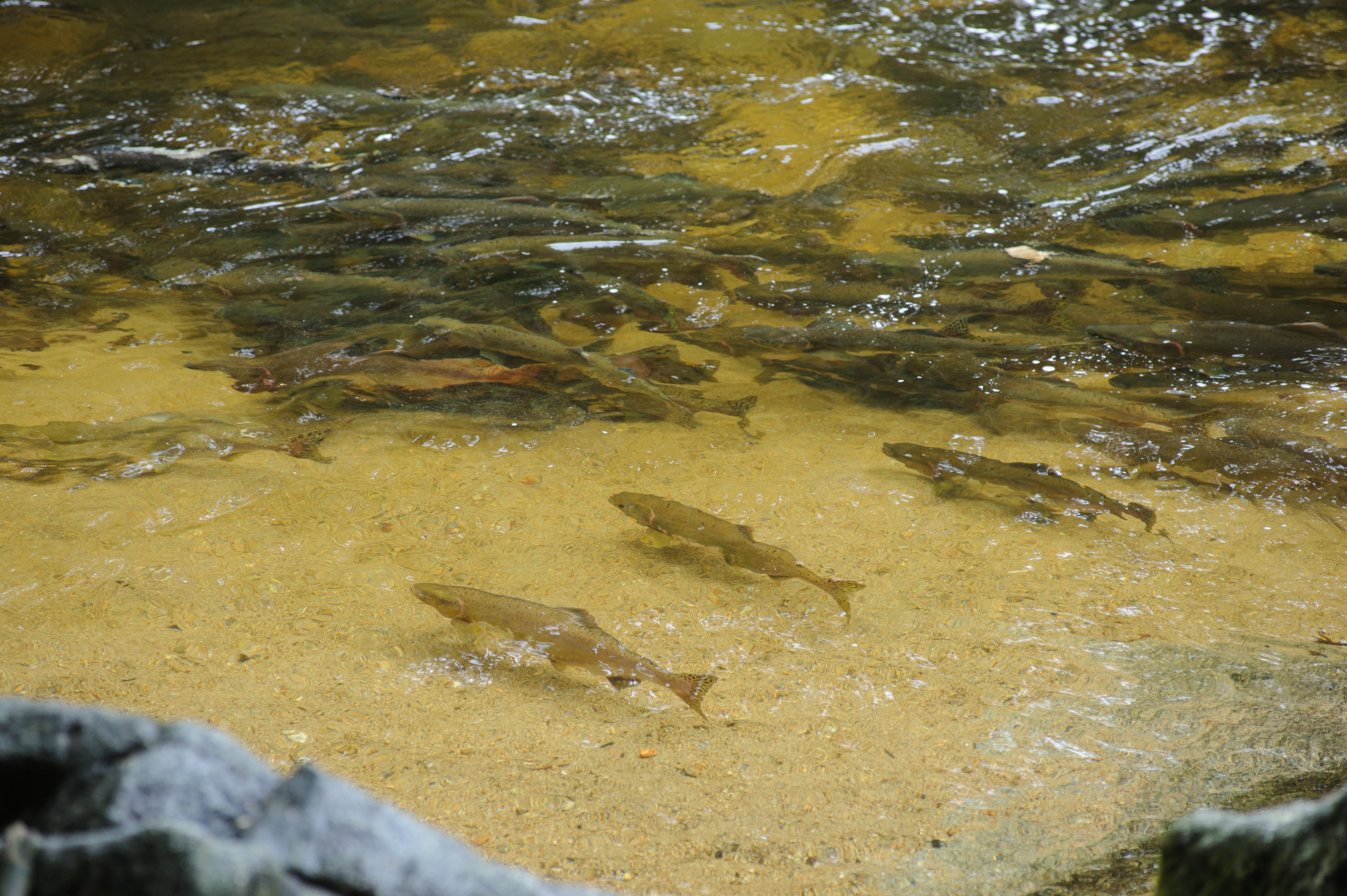 pink salmon spawning in Anan Creek.