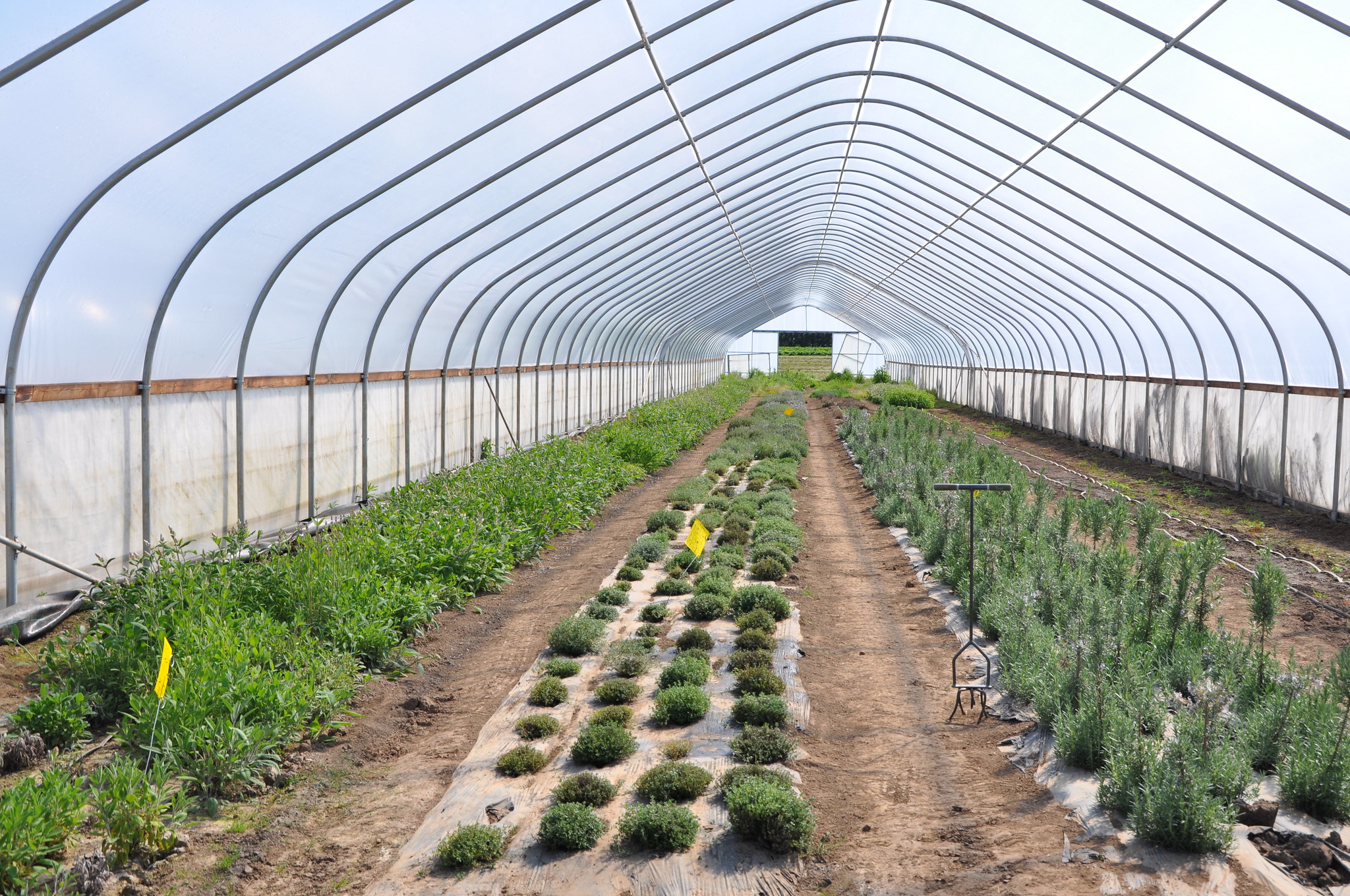 A high tunnel looms over green vegetables in rows.