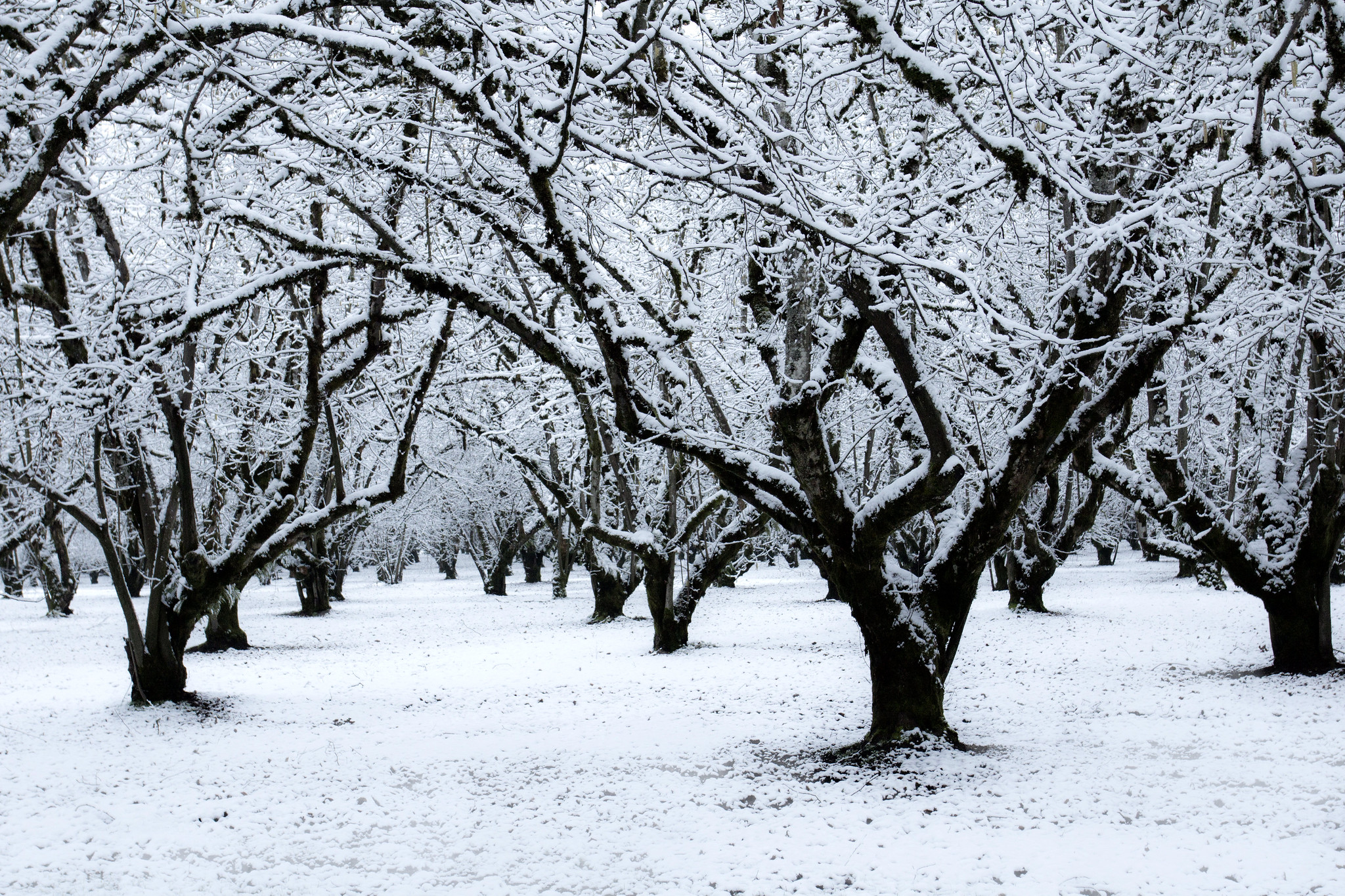 Hazelnut orchard in winter