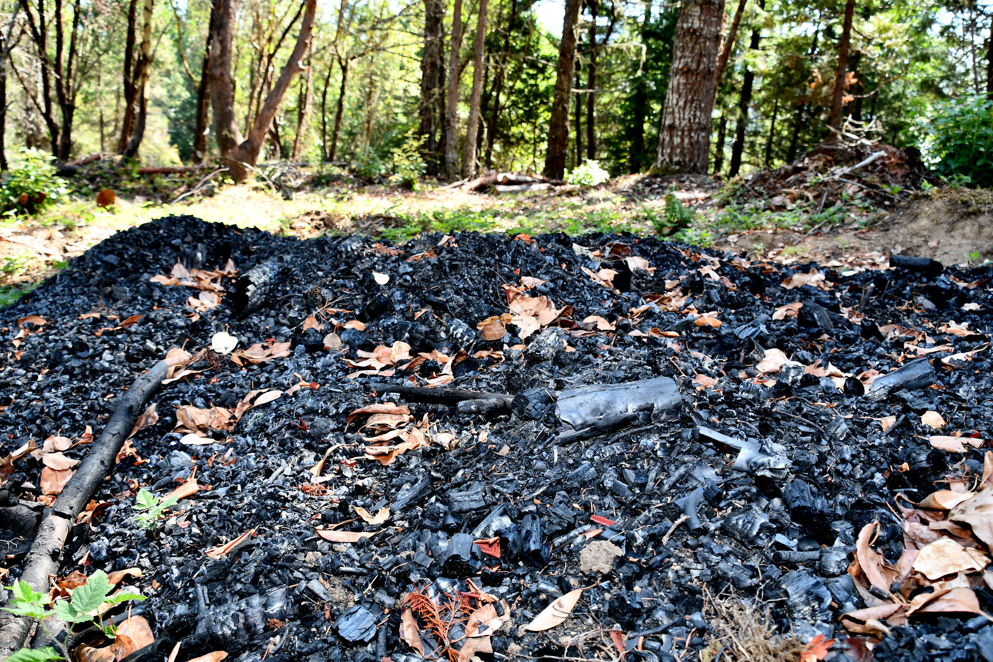 a pile of biochar on a forest floor in Oregon