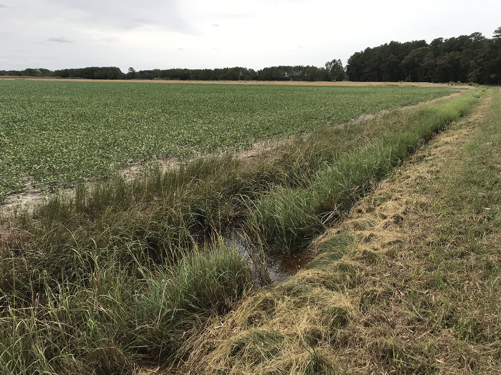 Soybean field adjacent to brackish water ditch with no conservation buffer