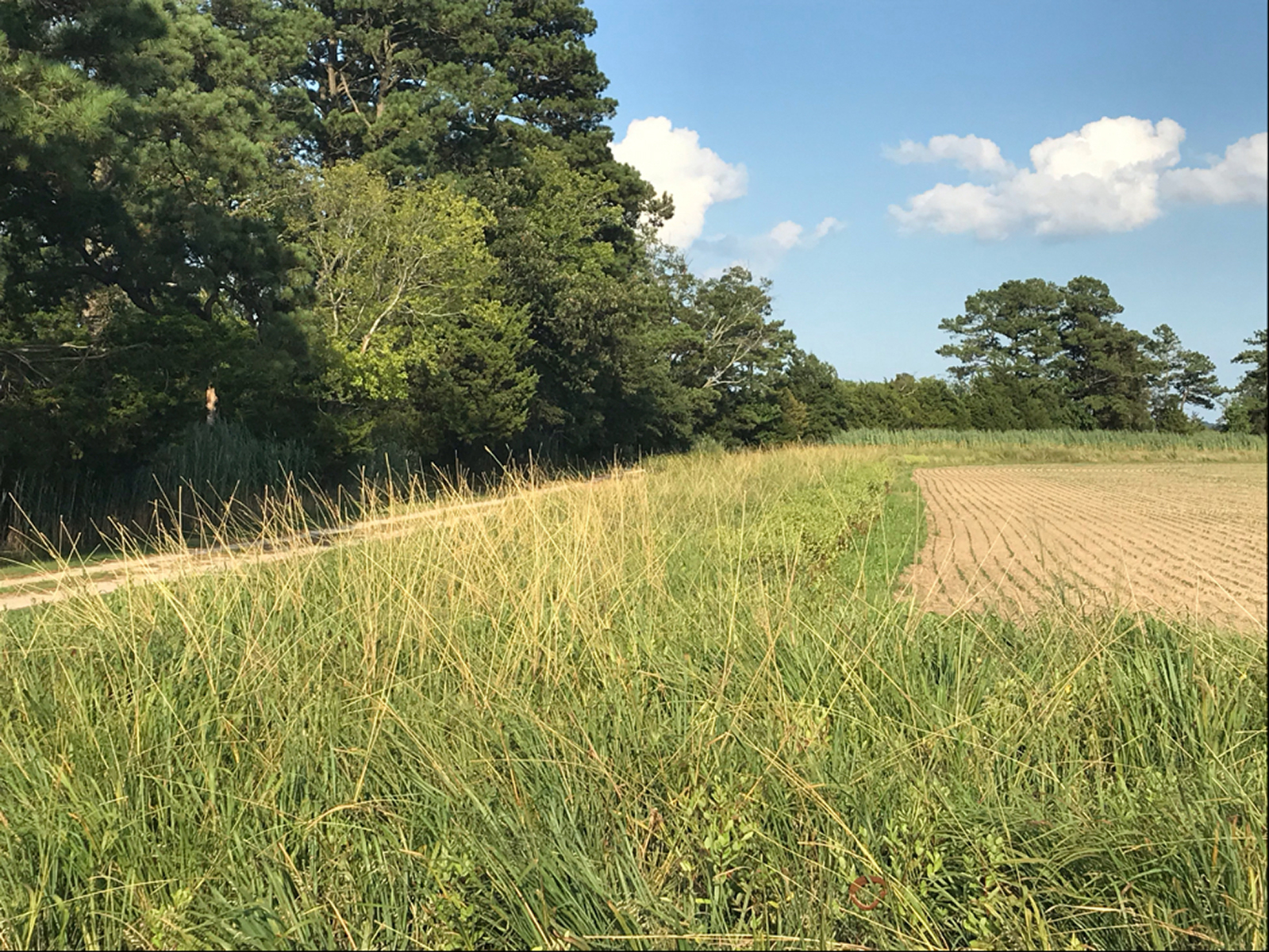 Soybean field more protected by an herbaceous riparian buffer