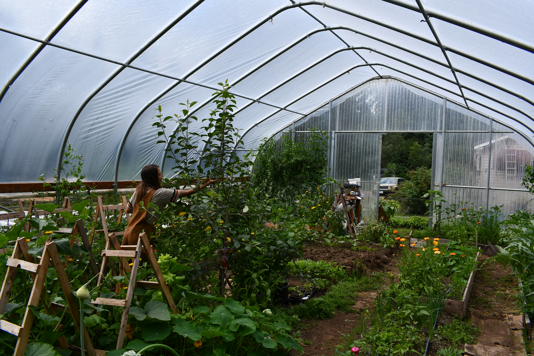 A high tunnel with colorful crops growing beneath its plastic walls. A woman picks a vegetable. 