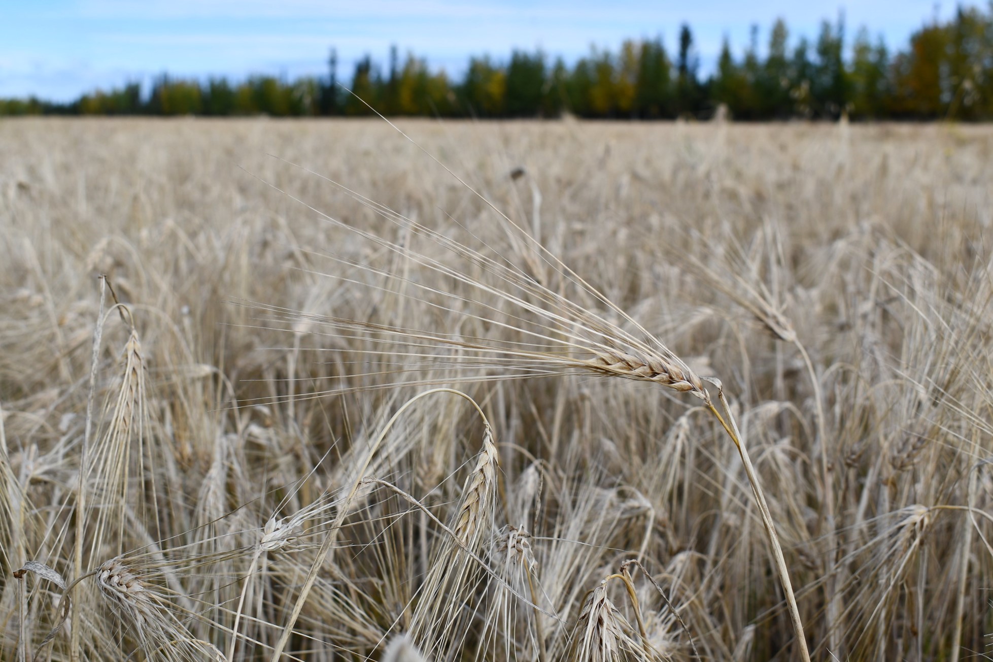Barley grows in an Alaskan field with conifers in the background.