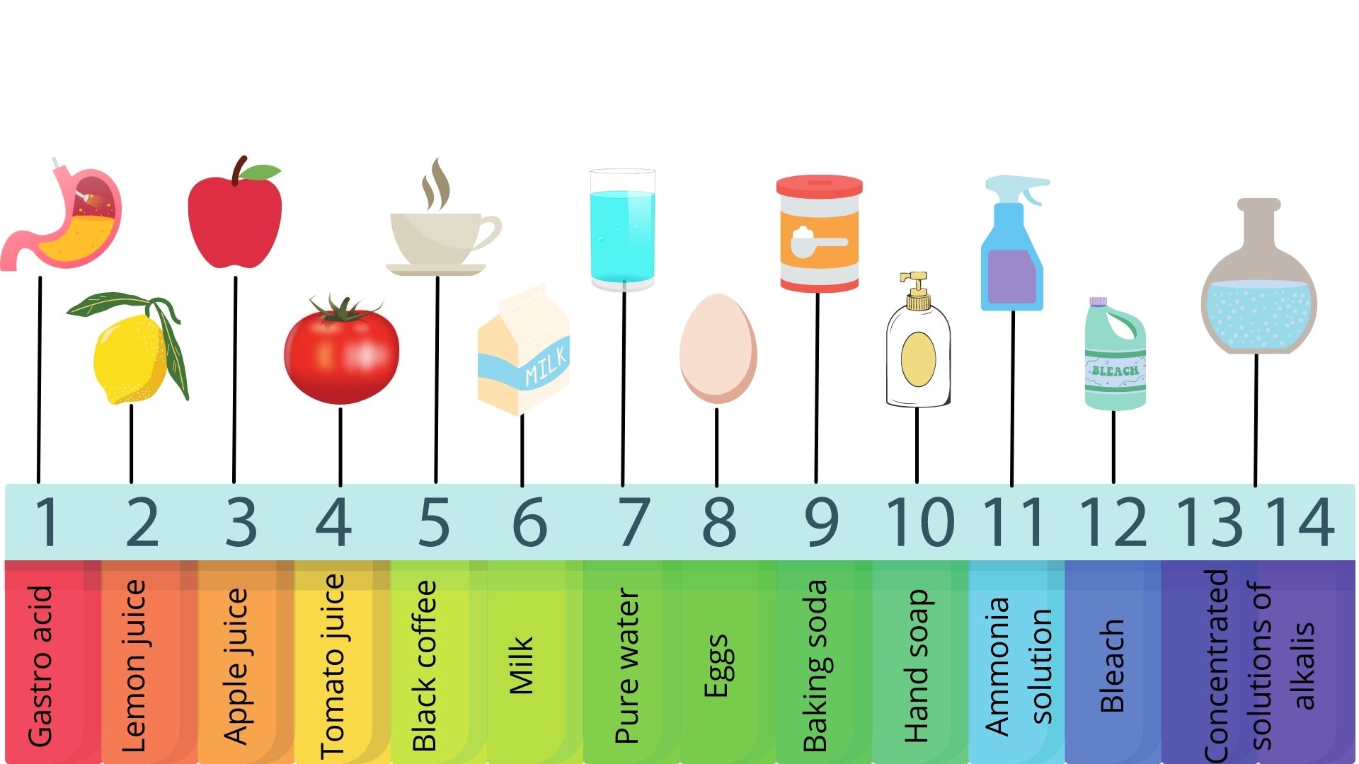 A graphic of a pH scale. Each number on the scale has an associated everyday food or chemical associated with it. Each number also has a cartoon image. The scale is a rainbow, with 1 (most acidic) being red and 14 (most basic) being dark purple. The graphic reads: 1 - Gastro acid (associated cartoon image: a stomach); 2 - lemon juice (associated cartoon image: a lemon); 3 - apple juice (associated cartoon image: an apple); 4 - tomato juice (associated cartoon image: a tomato); 5 - black coffee (associated cartoon image: a steaming mug); 6 - milk (associated cartoon image: a white milk carton); 7 - pure water (associated cartoon image: a glass of water); 8 - eggs (associated cartoon image: an egg); 9 - baking soda (associated cartoon image: a white cannister with a red top and bottom and an orange label); 10 - hand soap (associated cartoon image: a white bottle with yellow label and a pump); 11 - ammonia solution (associated cartoon image: a blue spray bottle with a purple label); 12 - bleach (associated cartoon image: a turquoise bottle with a label that reads "bleach"); 13&14 - concentrated solutions of alkalis (associated cartoon image: a round bottom beaker filled with a bubbly light blue solution)
