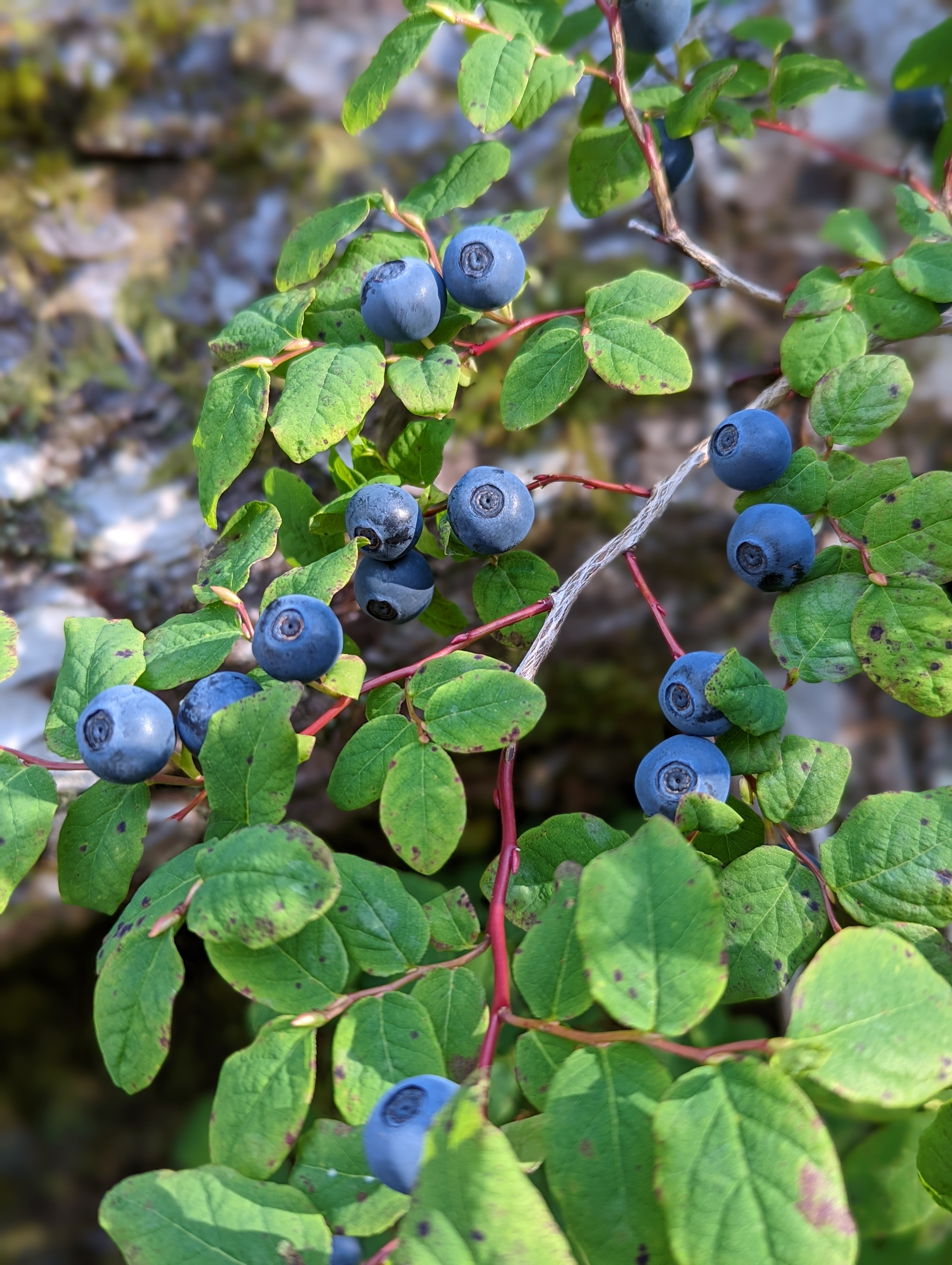 Blueberries on a bush with green leaves.