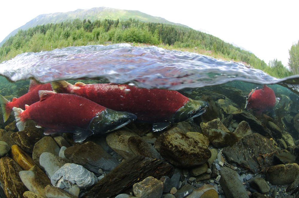 Sockeye running up the Kenai River to spawn. Photo credit: Kentaro Yasui