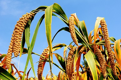 millet plant