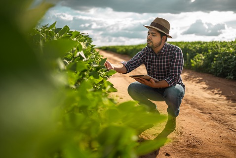 latin american farmer working on soybean plantation