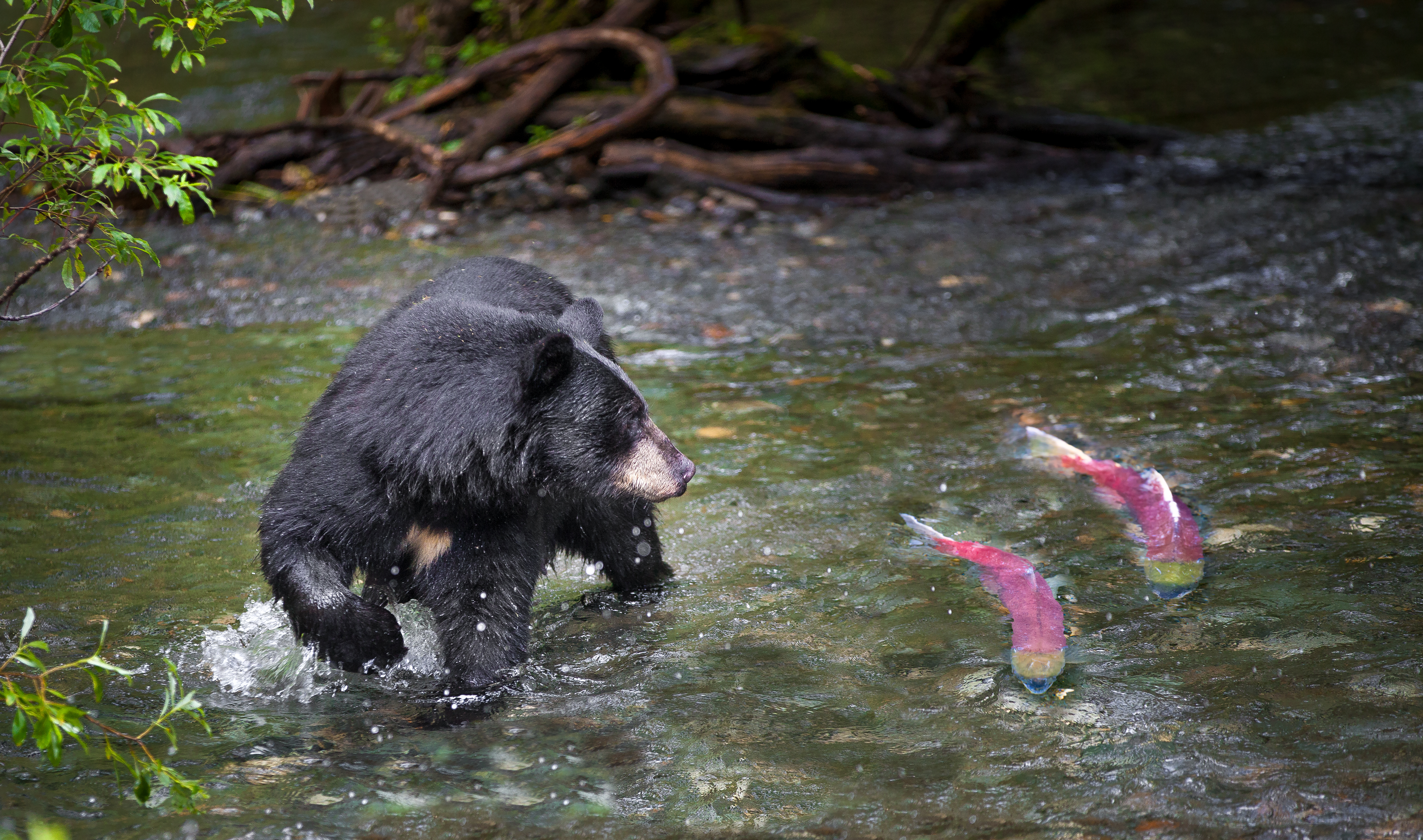 A black bear watches two salmon move upstream.
