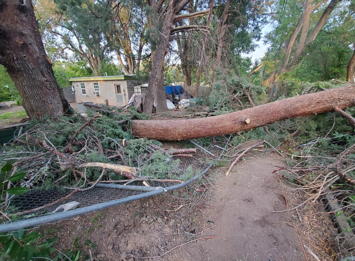 Aftermath of windstorm - image by Dan Scott