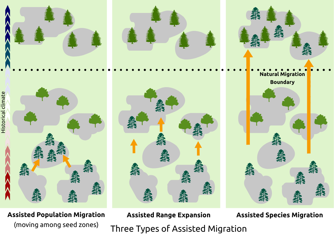Graphic depicting the three types of assisted migration. Image by Holly R. Prendeville