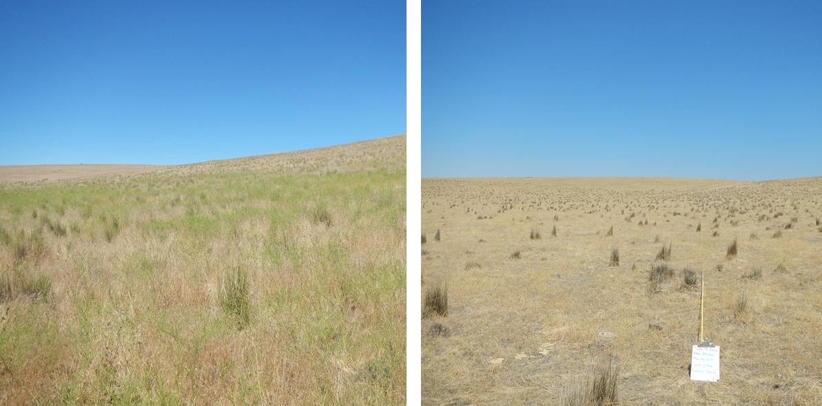 Image on left shows grass-covered rangeland before cattle grazing. Image on right shows rangeland after cattle grazing with little to no cheatgrass remaining. 