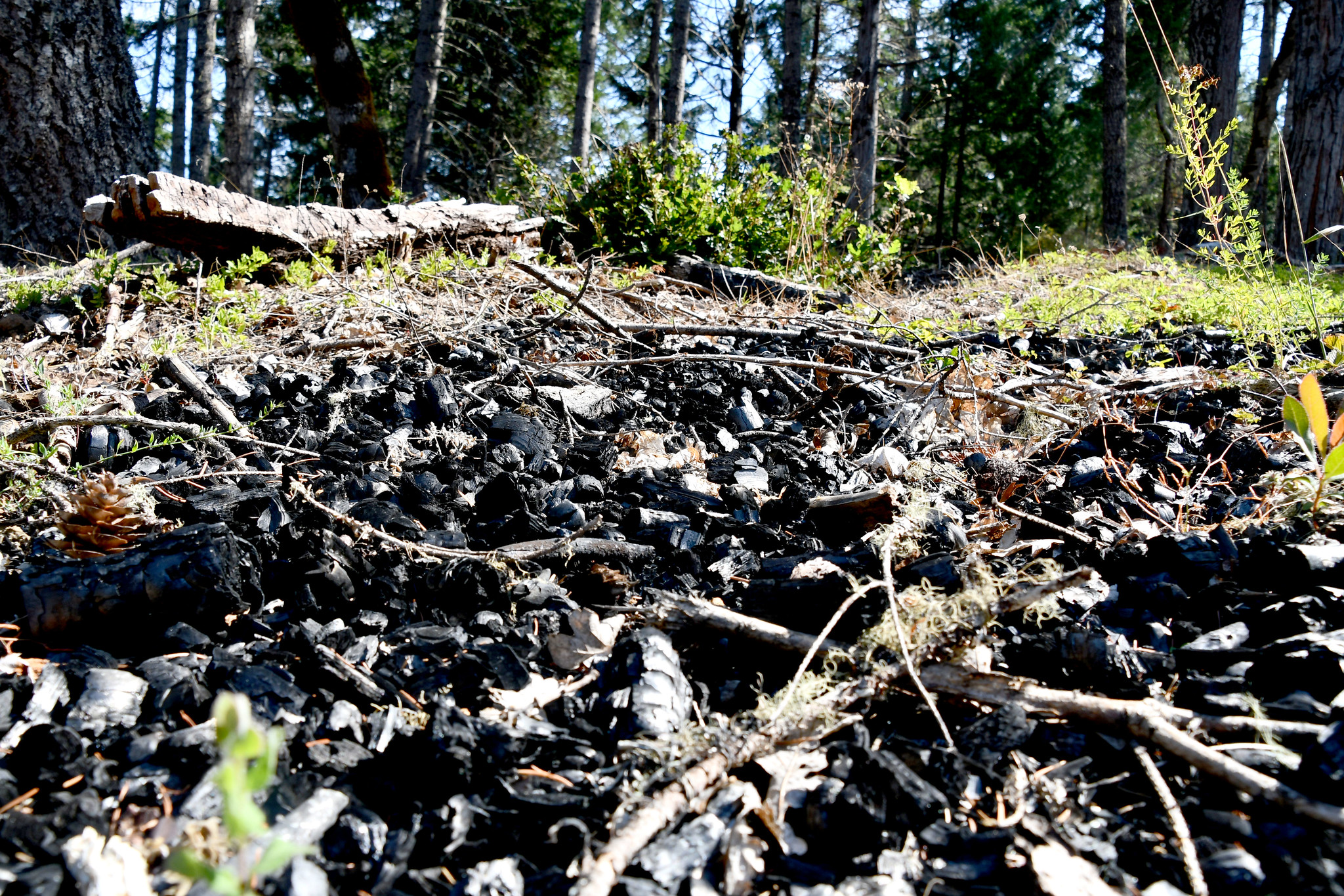 Biochar in a forest