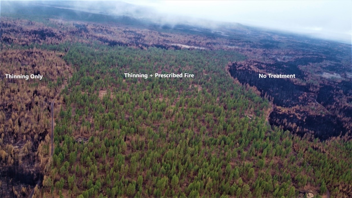Bootleg Fire, Fremont-Winema National Forest. Where the wildfire met an area treated with prescribed burning and vegetation thinning, fire intensity lessened.