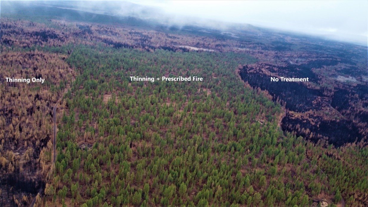 Bootleg Fire, Fremont-Winema National Forest. Where the wildfire met an area treated with prescribed burning and vegetation thinning, fire intensity lessened. 