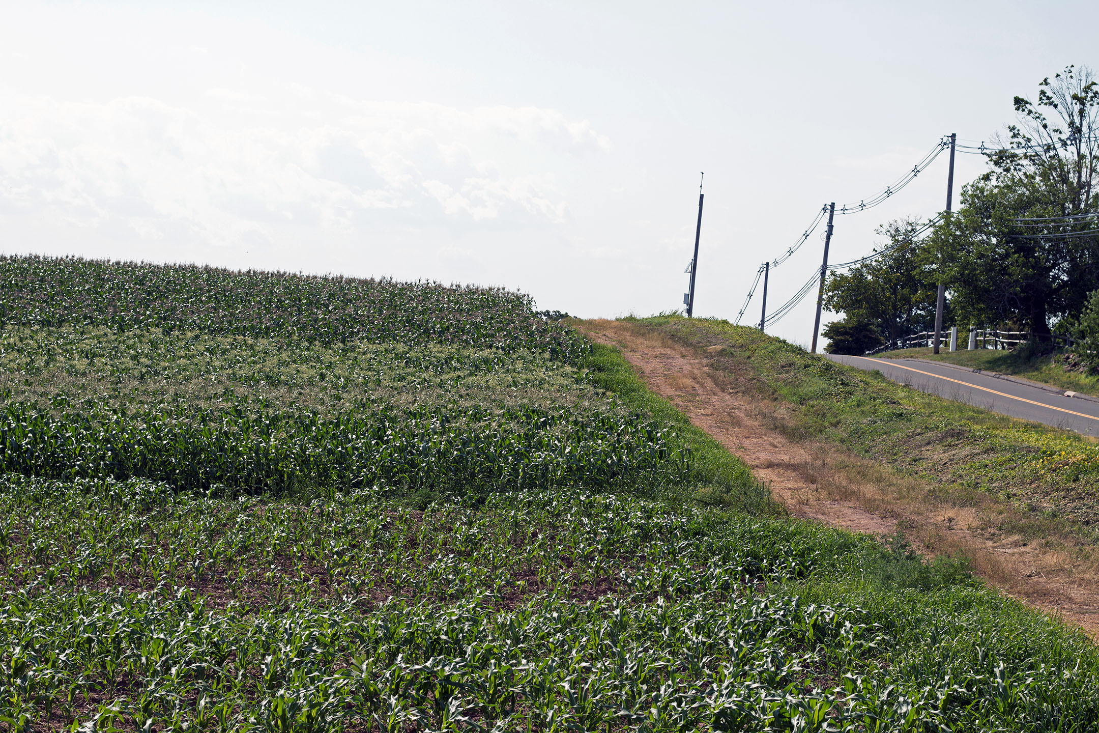 A sloping corn field at Cecarelli Farms with different plantings of corn on July 13th, 2018.