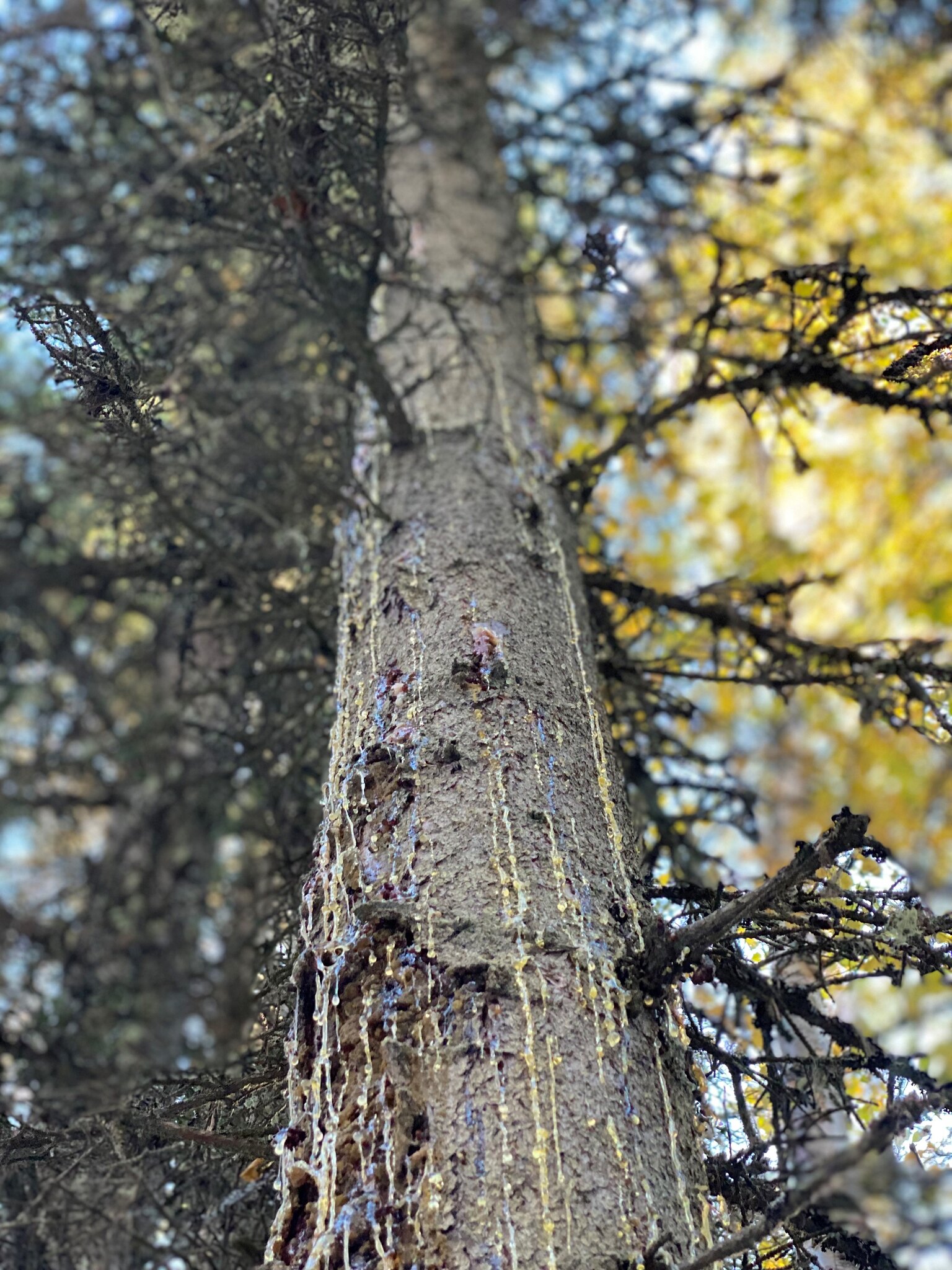 Streaming pitch and pitch tubes in spruce.