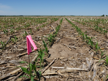 Corn variety trial in no-till system in Nebraska. Photo Credit: David Keto, University of Wyoming Extension