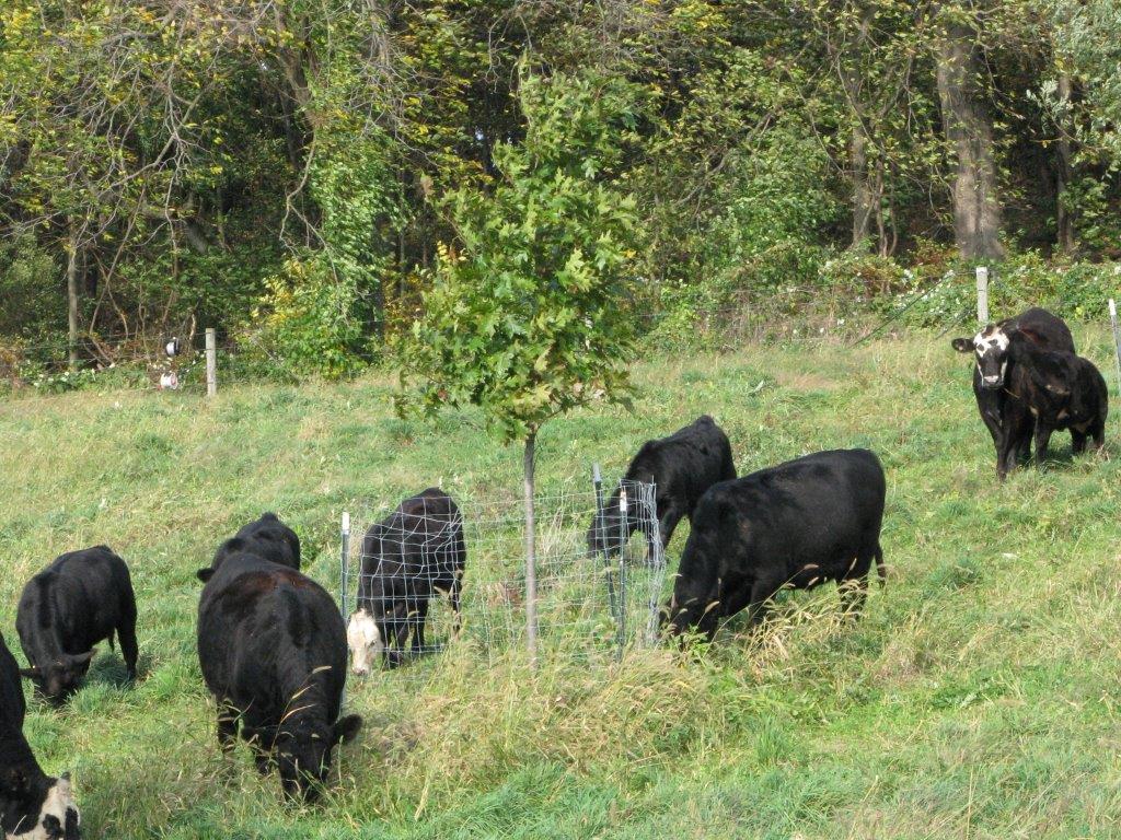 Figure 2: Trees planted into pasture at Dickinson College Farm’s silvopasture site in Pennsylvania.  Photo credit: Dan Dostie (NRCS)