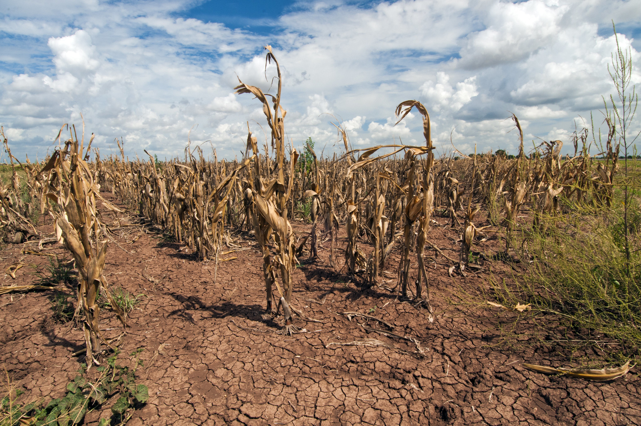 Dead corn stands in a field of cracked soil from drought