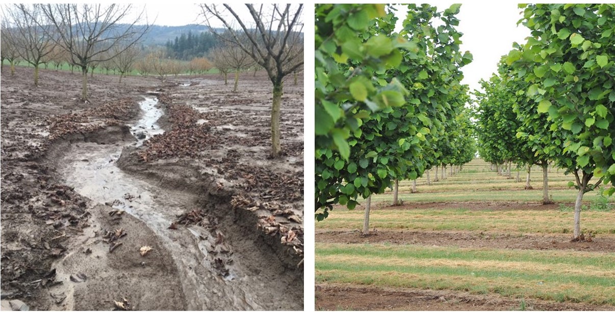 Left: water erodes soil on an orchard in Oregon. Right: cover crops maintain soil stability on an orchard in Oregon.