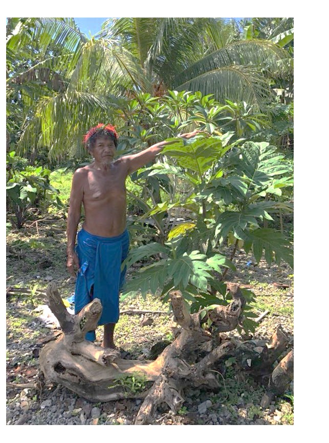The Chief of Fais with his breadfruit tree in August 2018. The tree was planted in fall 2017 as part of Melai Mai. USDA Forest Service photo.