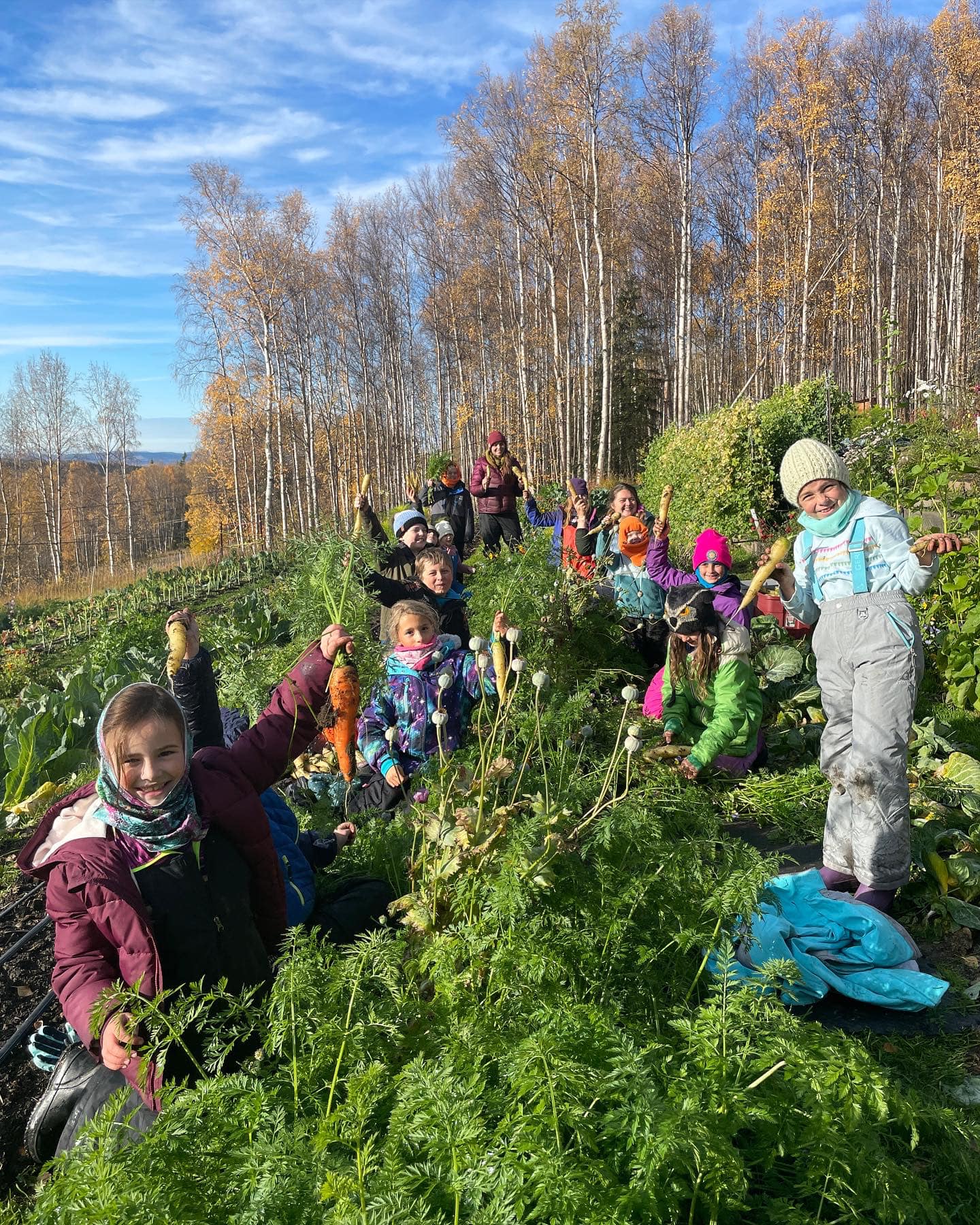 A group of young adults harvest carrots at the farm.