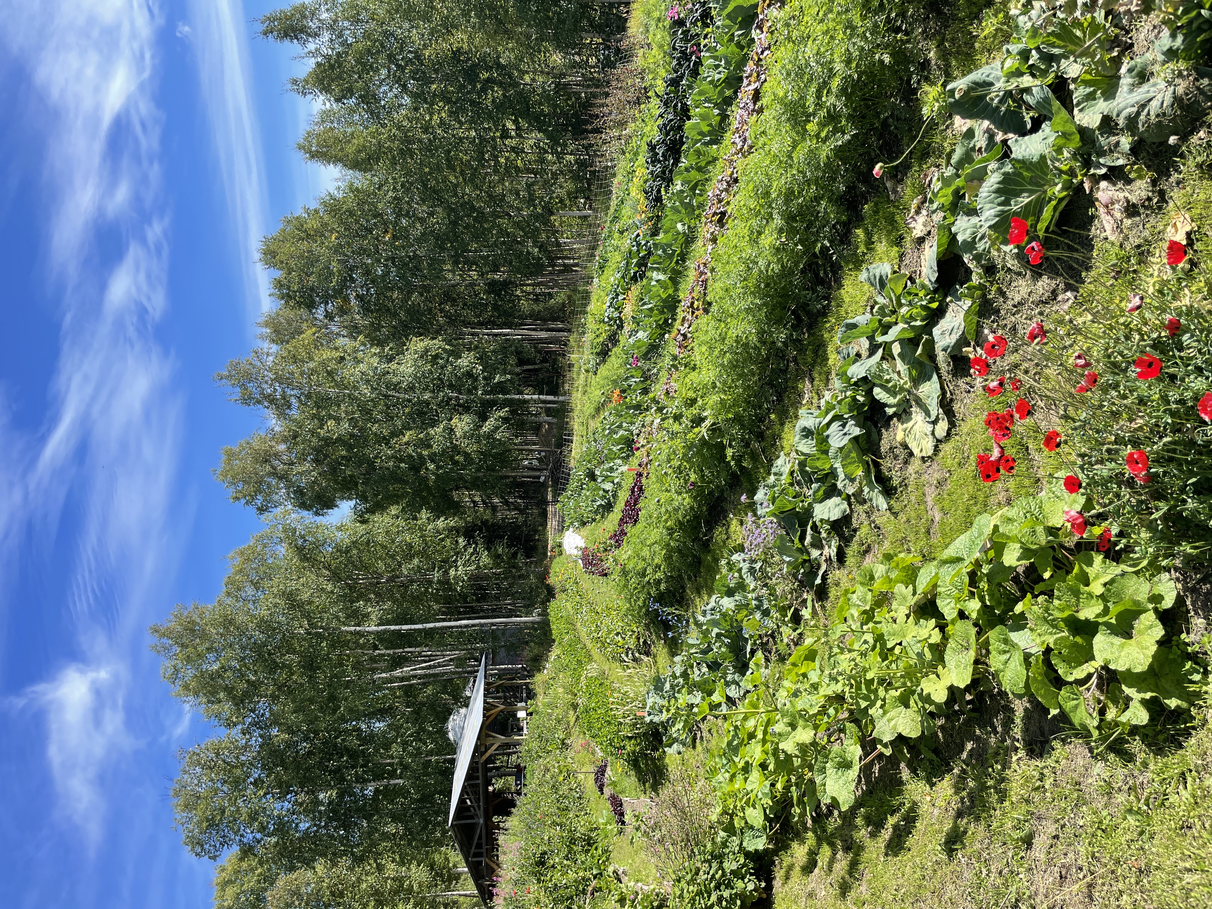 An image of the farm, with rows of vegetables and flowering plants.