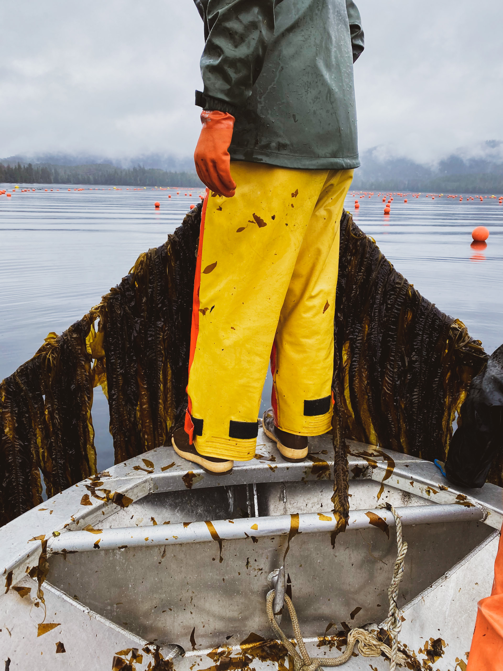 A seaweed farmer holds up a line of kelp over a smooth bay of water in Alaska