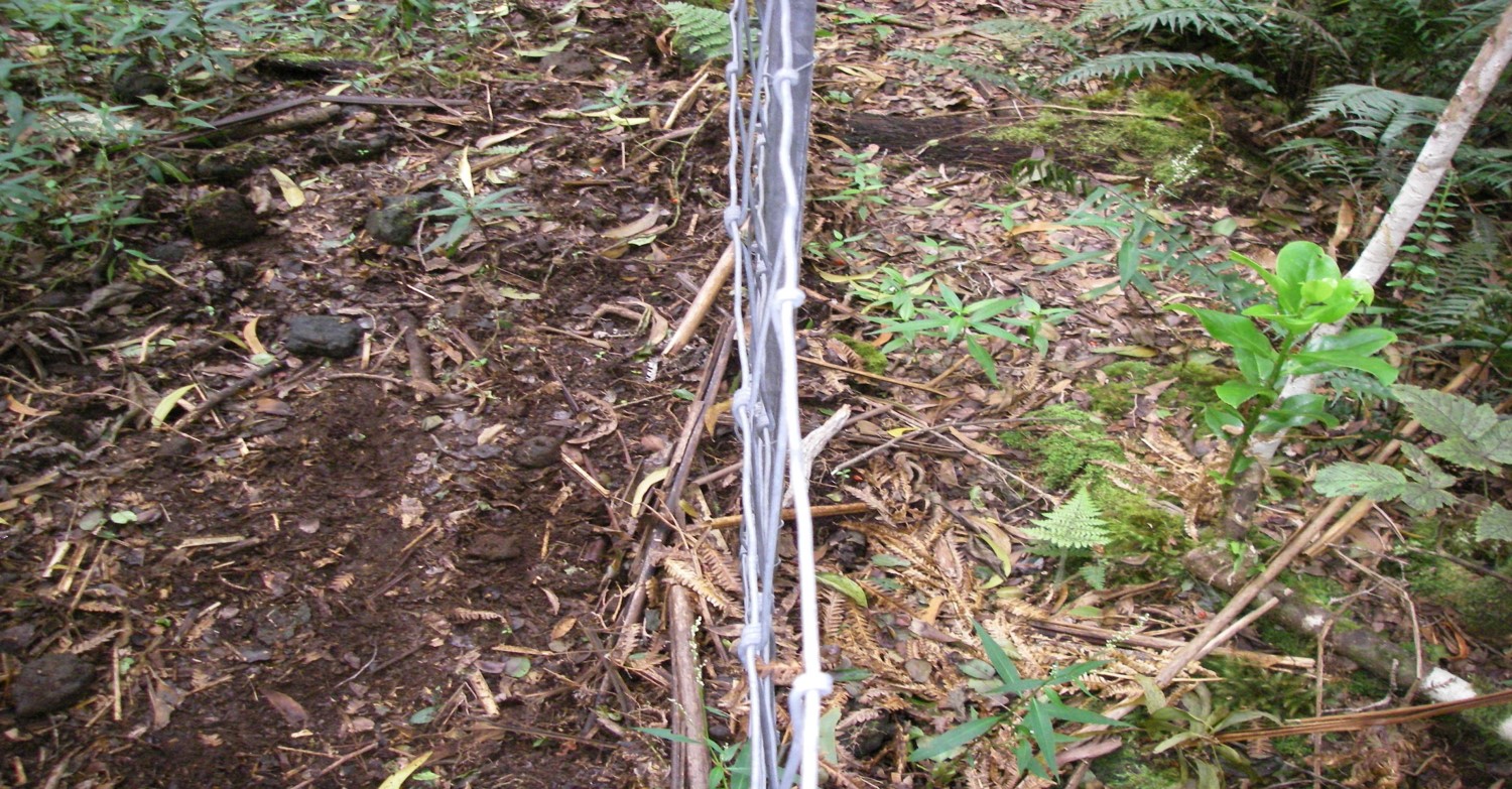 Feral swine damage to forest on the east slope of Mauna Loa, Hawai'i
